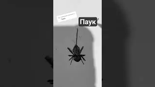 Паук #art #drawing #рисунок #spider