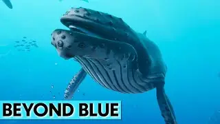 Beyond Blue // Ocean Exploration