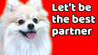 How to Build Better Relationship with Dog|Good Relationship Based Easy Puppy Training|DogTraining101