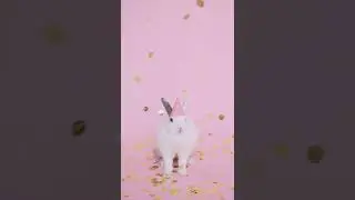 Rabbit Cute #shorts #america #india #brazil #2022