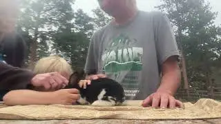 Teaching My Mom How to Evaluate Minirex and Silver Fox Kitts