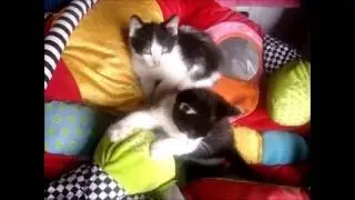 Kittens Playing each other on the playmat (2ndplay)