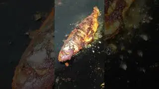 Bhangra fish tawa fry Goa style 😋#shortvideo #vairal #cooking #fishfry #fishtawafry #bhangra #fish