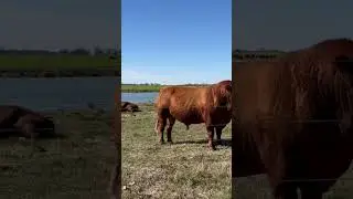 Life on the Farm #angus #angusbeef #georgia #cattle #shorts #short #youtubefeed #youtubeshort #cows