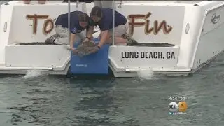 Injured Sea Turtle Rehabbed And Set Free In The Pacific