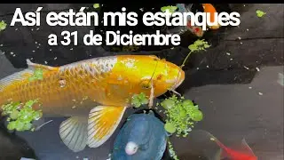 Mis estanques y peces el último día del año
