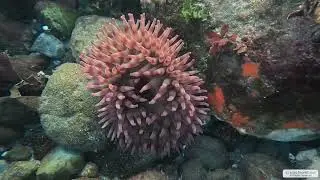Painted Anemone 1 | Vancouver Island | Underwater 4K | Snorkelling | 31 12 2025