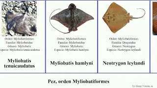 Pez, orden Myliobatiformes dasyatis himantura urolophus potamotrygon myliobatis trygonoptera say
