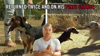 This Dog Was Returned Twice. Can He Get Another Chance?