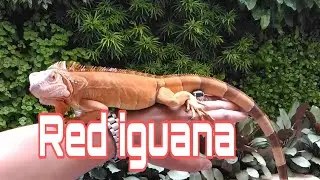 Review Red iguana