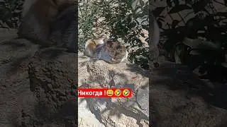 #юмор #одесса #топ #рек #shorts #youtubeshorts #рекомендации #kids #cat