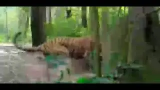 👿😈 police vs tiger😈😈