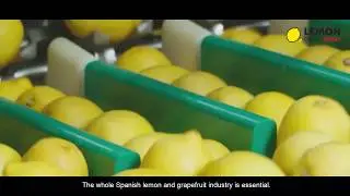 AILIMPO recognizes the great work of the Spanish lemon and grapefruit sector before COVID-19.