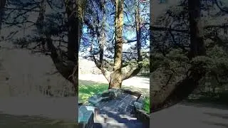 Trishul Tree in Rajbhavan  #uttarakhand #trishul #nainital