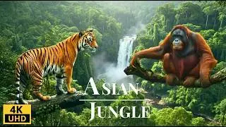 Asia&rsquo;s Hidden Jungle 4K | Amazing Animals, Colorful Birds & Rare Wildlife