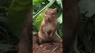 Chipmunk Burrowing #shorts
