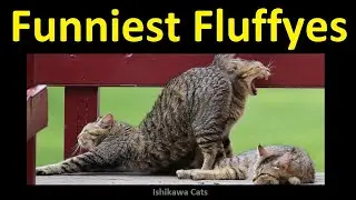 Funny Cats 😺 Cute  Kitten 😸 Fluffy Animals