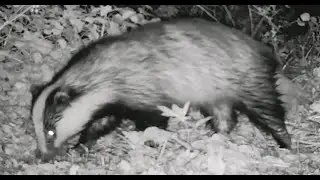 Animal Magic: Second Springwatch at The Secret Acre 2020
