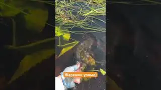 Жерех на свободе #music #shorts #рыбалка #малыереки #рыбалканаспиннинг #fish #рыба #fishing