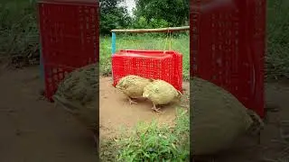 The best animal trap design ideas # shorts #create #traps
