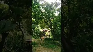 A beautiful hut in the stylish trees / deck / tent #hut #tent