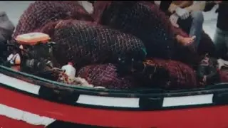 فيديو رائع عن كيفية جني الطحالب البحرية 🌊🌊🌊🌊🌊🌊🌊