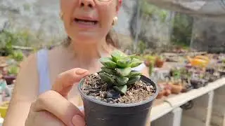 Minhas suculentas, minha estufa, n&atilde;o consigo ficar longe.