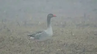 OCA SELVATICA (Greylag Goose) - Cameri (NO)