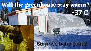 Will the greenhouse stay warm in -37C? Surprise baby goats!