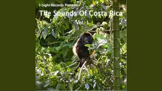 Morning Bird Song