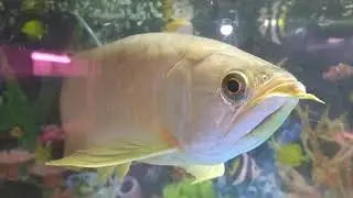 Biggest Arowana l Golden Pearl scale |  12 years old | Monster fish India