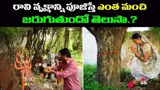 Ravi Chettu Pooja Palithalu || Ravi Tree Significance || Pedda Bala Siksha