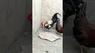 Amazing Rooster Playing with Cardboard | beyond world | #subscribe