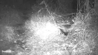 Badgers - making my bed and lying in it...