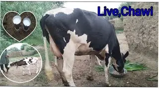 Live chawi Mashallah subhanallah beautiful cow for sale in Punjab Pakistan on YouTube /1/8/2025