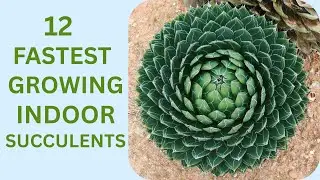 Top 12 Fast Growing Succulents You Can&rsquo;t Kill | Unkillable Fast-Growing Succulents