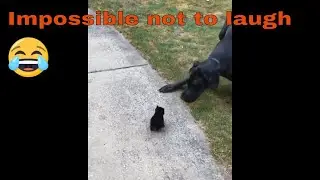 Funny Animals . Funny and derpy animals. Try not to laugh impossible. Watch till the end.