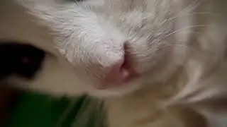 Cat Purring ASMR Aesthetic Macro Lens Video