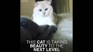 Meet Coby , the cat with the most beautiful eyes 🙀