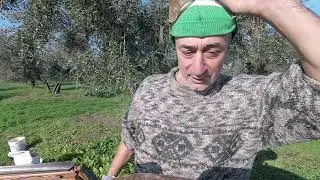 Calce ai tronchi degli olivi