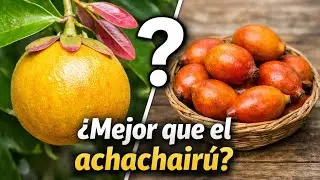 Luc's Garcinia: una garcinia descubierta en el siglo XXI  || Evolución Forestal