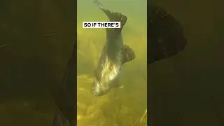 Bass Fishing Tip @greatlakesfinesse #fishing #bassfishing