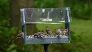 Duncraft Post and Beam Pavilion Feeder & Pole 4768
