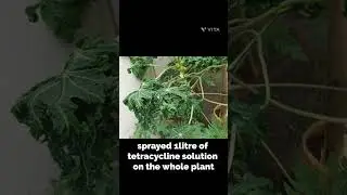 Treatment for Curly leaf disease of Papaya leaves#catchlifewithsumuk