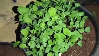 sesame seed plant|Night time shoot|slow motion #slowmo #slowmotion #brinjal #rose #nightview