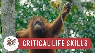 Orangutans Learning Critical Life Skills