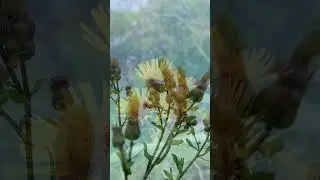 🌲 Wild Animal Encounters 🦌💚 | How to Stay Safe & Respect Nature 🌿🐻