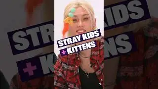 SKZ:The Kitten Interview#Stray kids#Felix#BuzzFeed Celeb