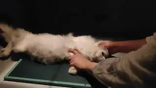 DOG AND CAT KA X RAY 😭ll bone cancer in dog 🦴🥺ll cat ka x ray ll #cat #dog #video #viral #dogkaxray