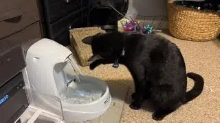 PetSafe Pet Drinking Fountain